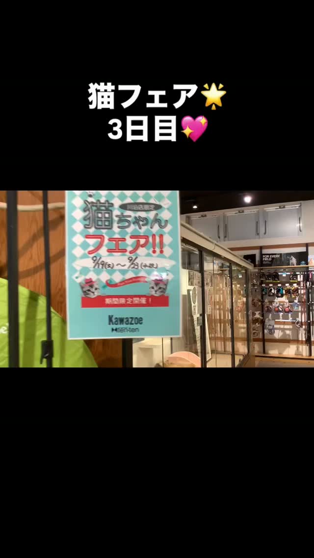 猫フェア3日目💖