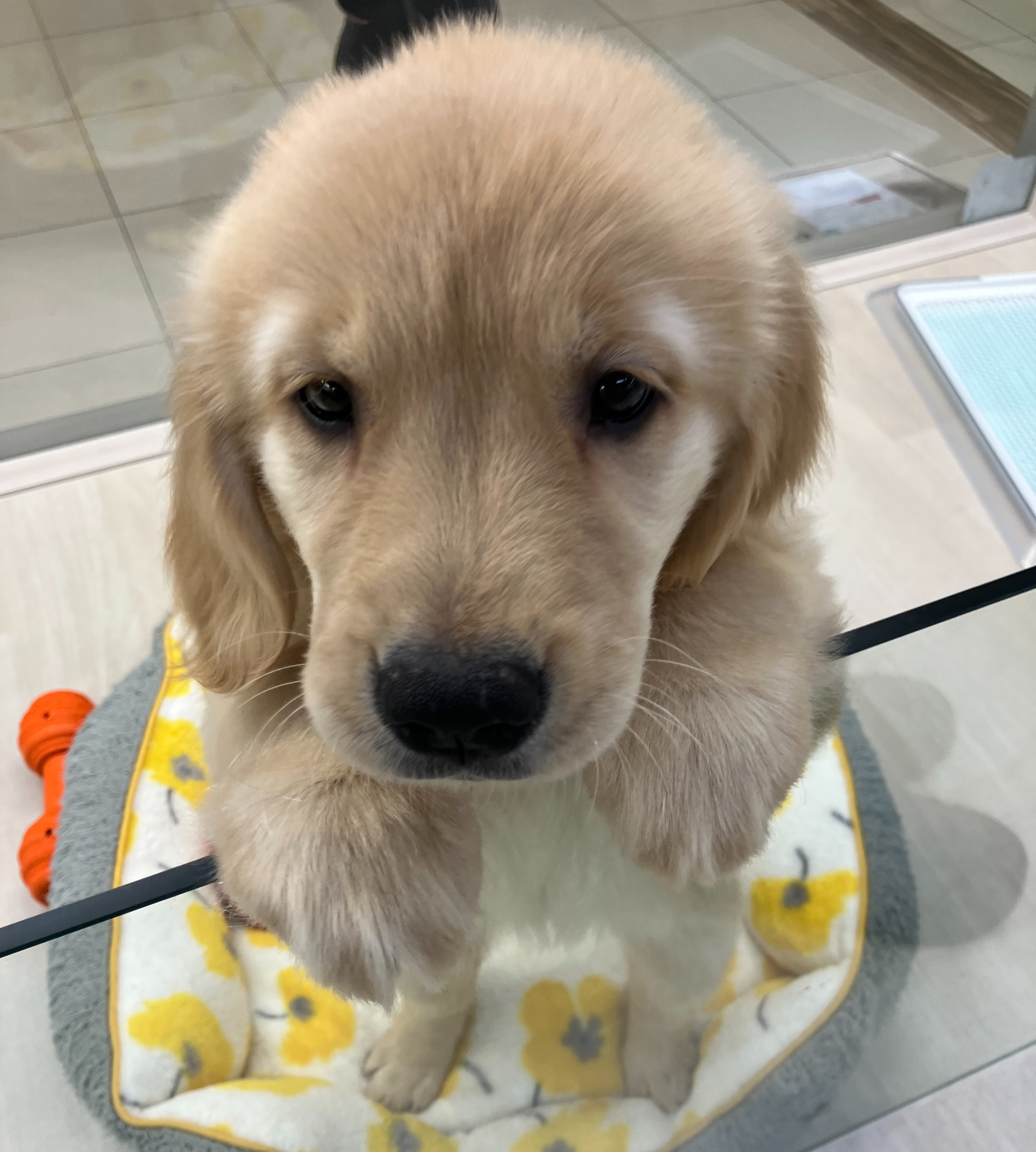 ねえねえあそぼうよ🐶🐾