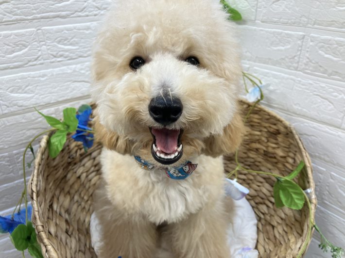 ✨ 新しい仲間がやってきました！✨