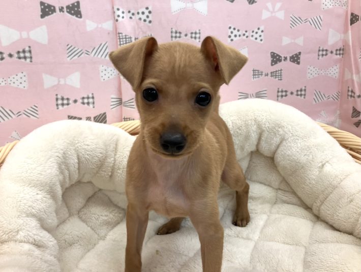 ✨ 新しい仲間がやってきました！✨