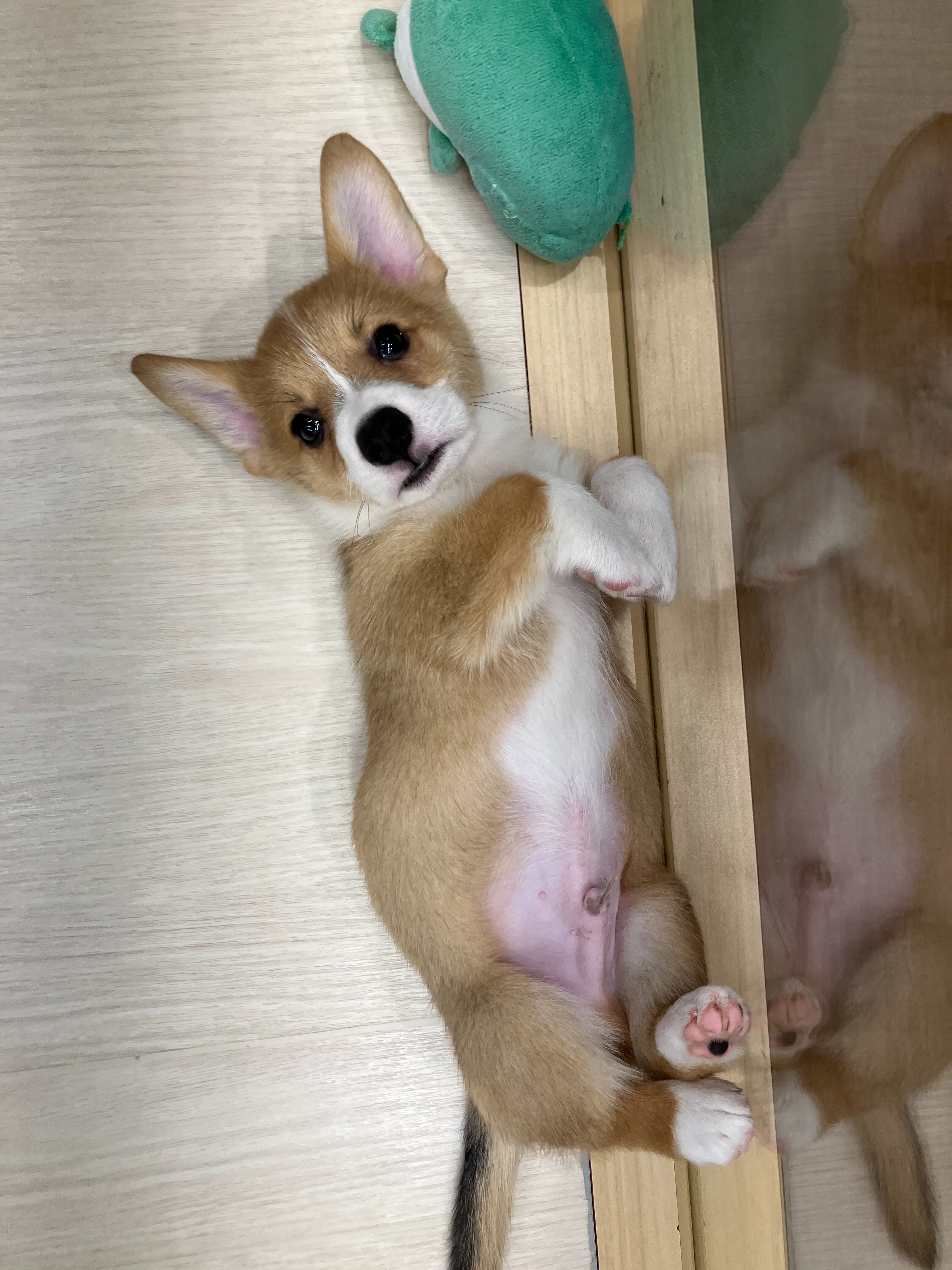寝てる姿までかわいらしいコーギーくん💛💛