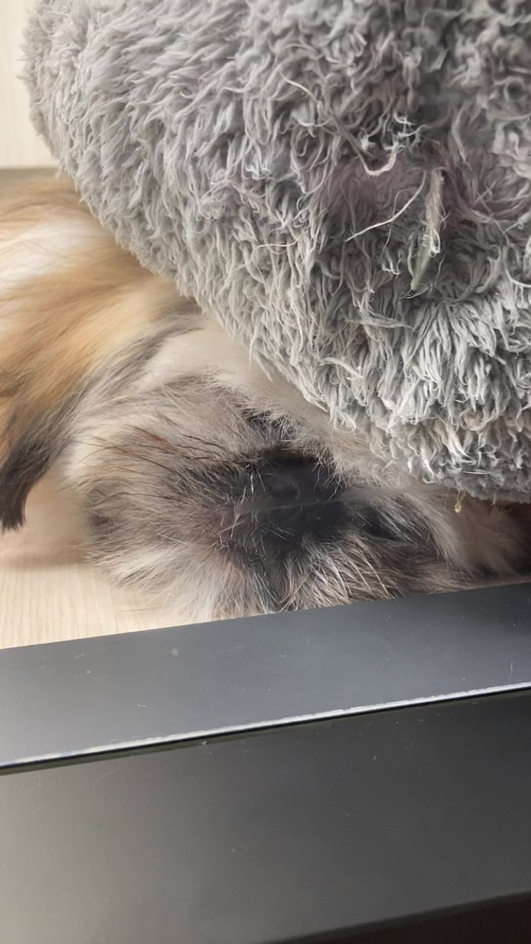 ぐっすり可愛いと思いきや鼻ぴくぴく😅💕
