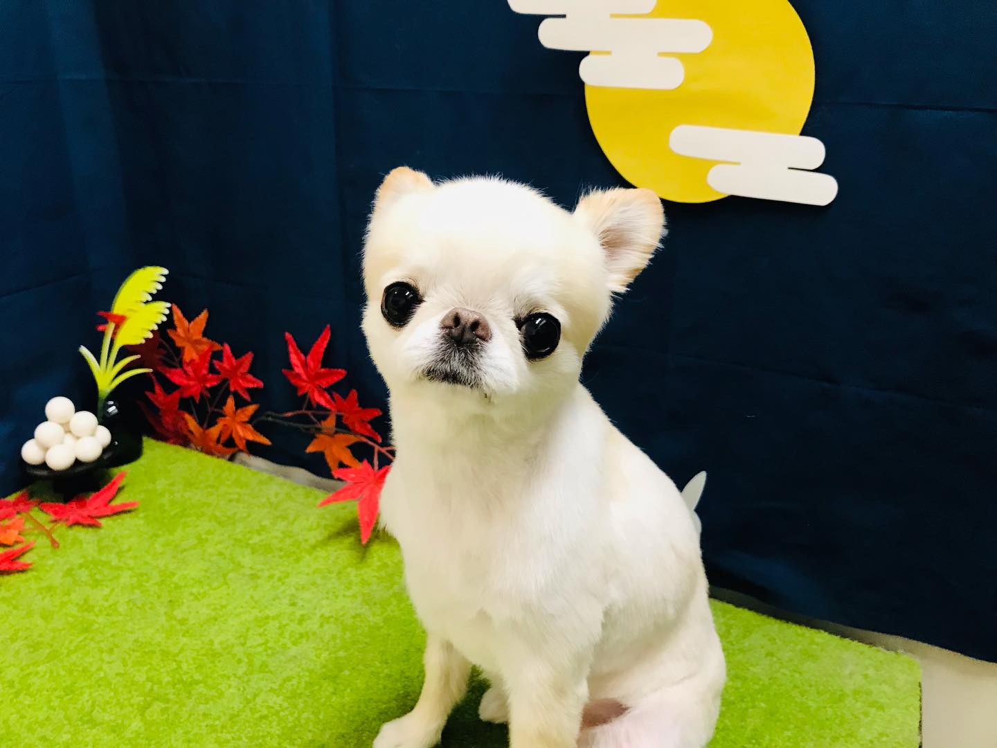 トリミングご利用のお客様です❣️