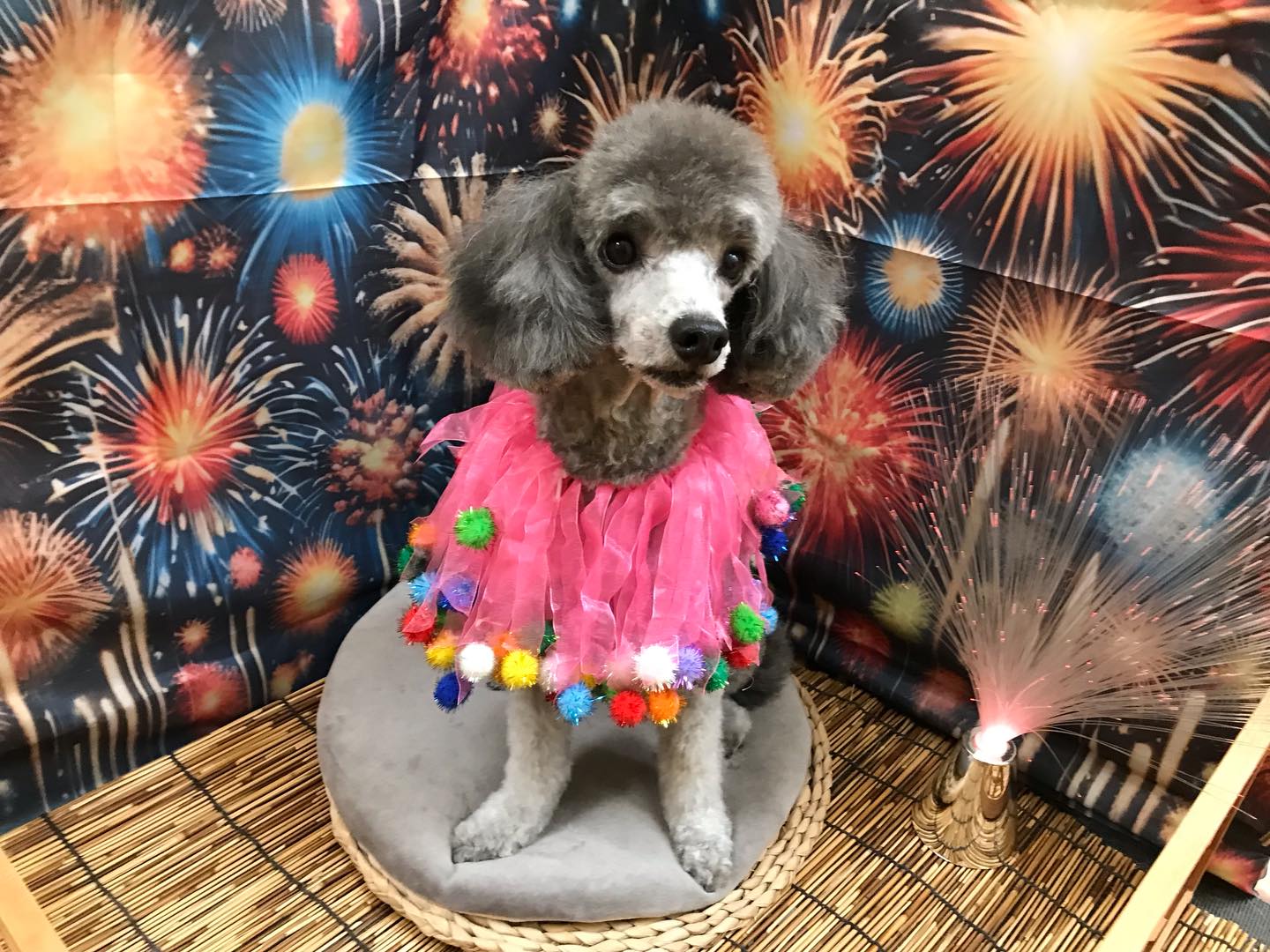 🐶プードルのモコちゃん🐶
