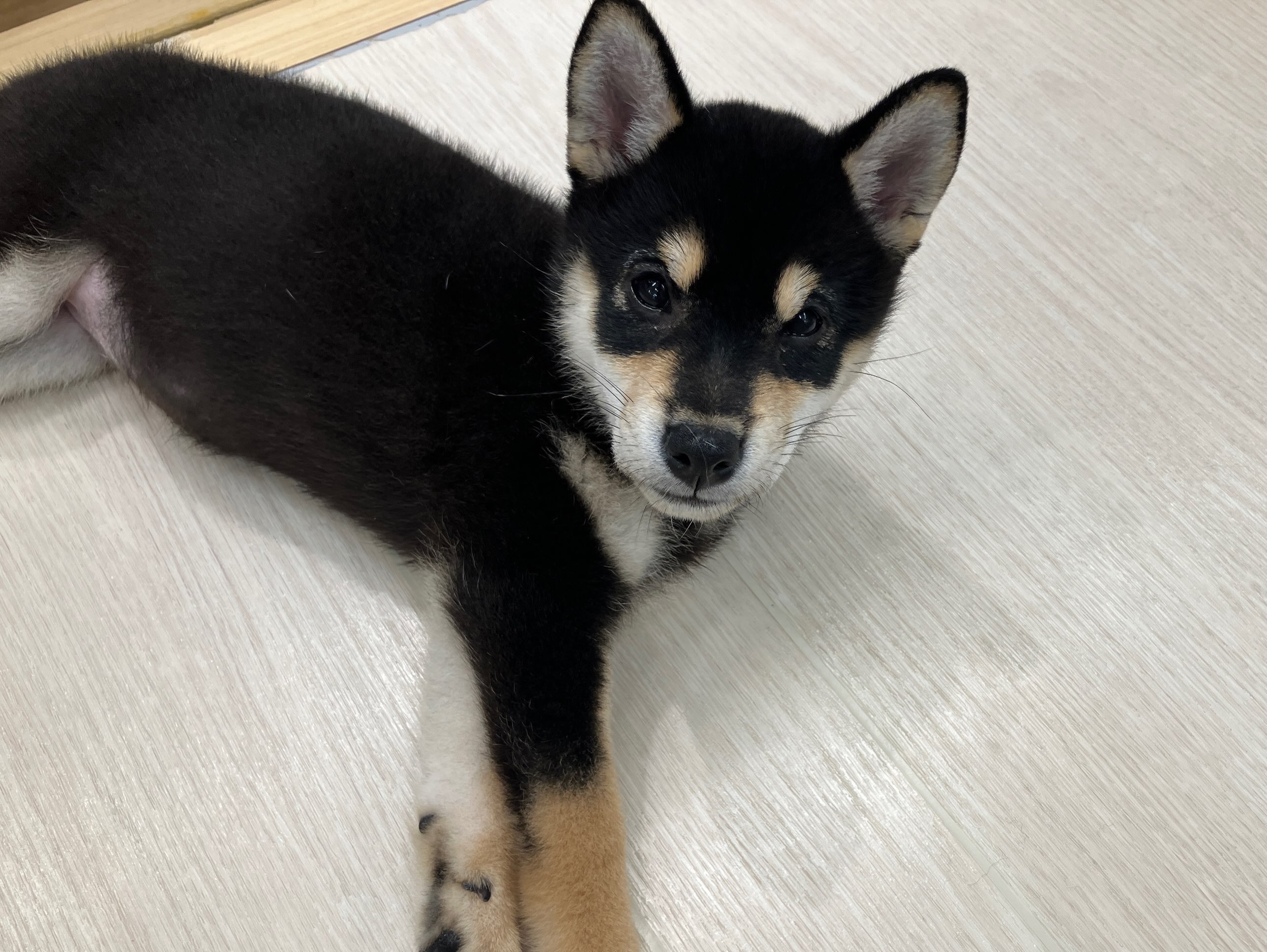 二重の柴たん☺️