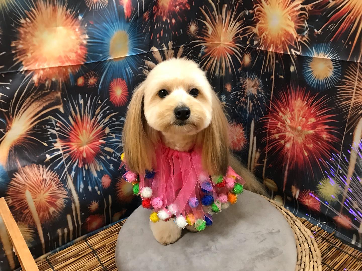 🐶mixのみるくちゃん🐶