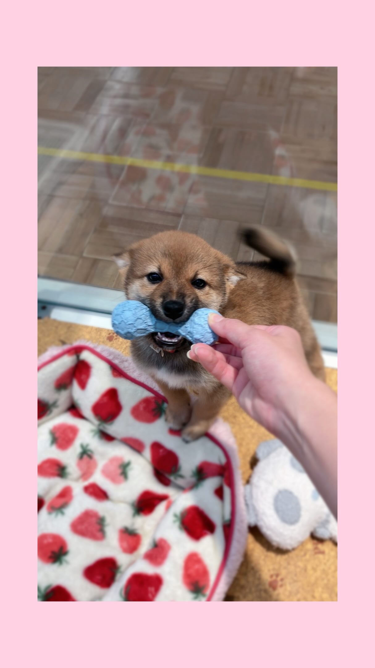 これすきなんだ〜〜〜🧸🦴