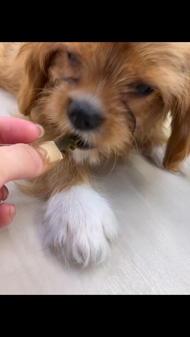 とっても美味しそうに食べてくれました〜♪