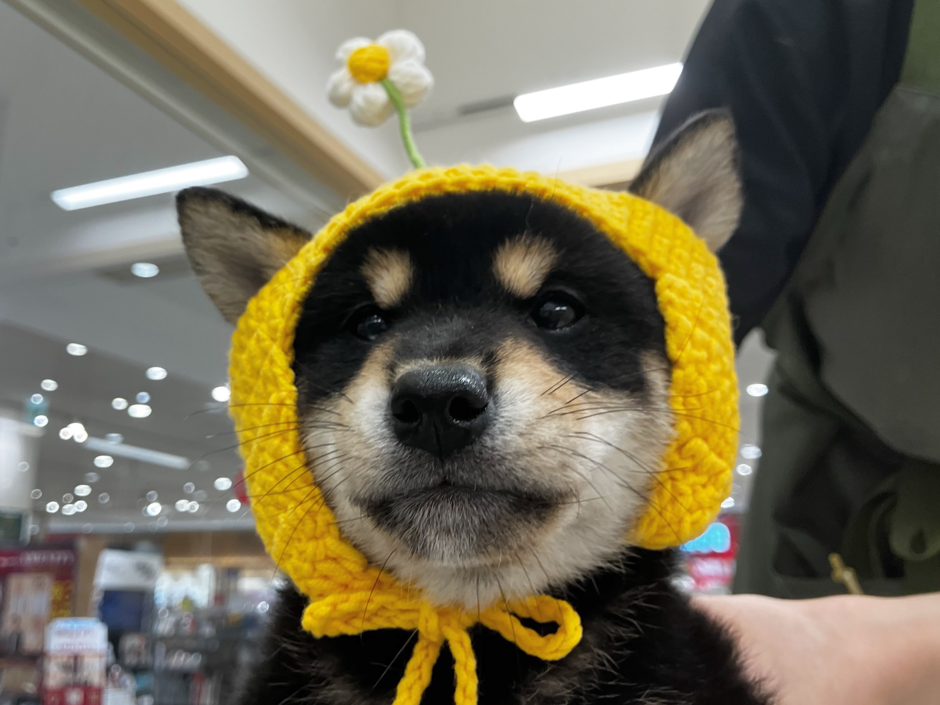 お花さん🌼になった柴ちゃん🥰