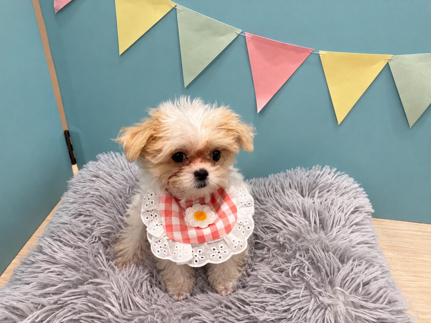 🐾お引越ししてきました🐾