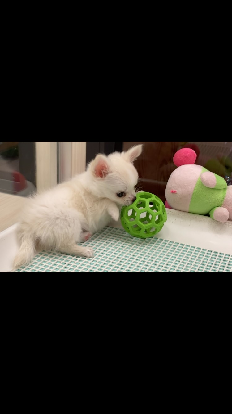 猫みたく遊ぶチワワくん💙