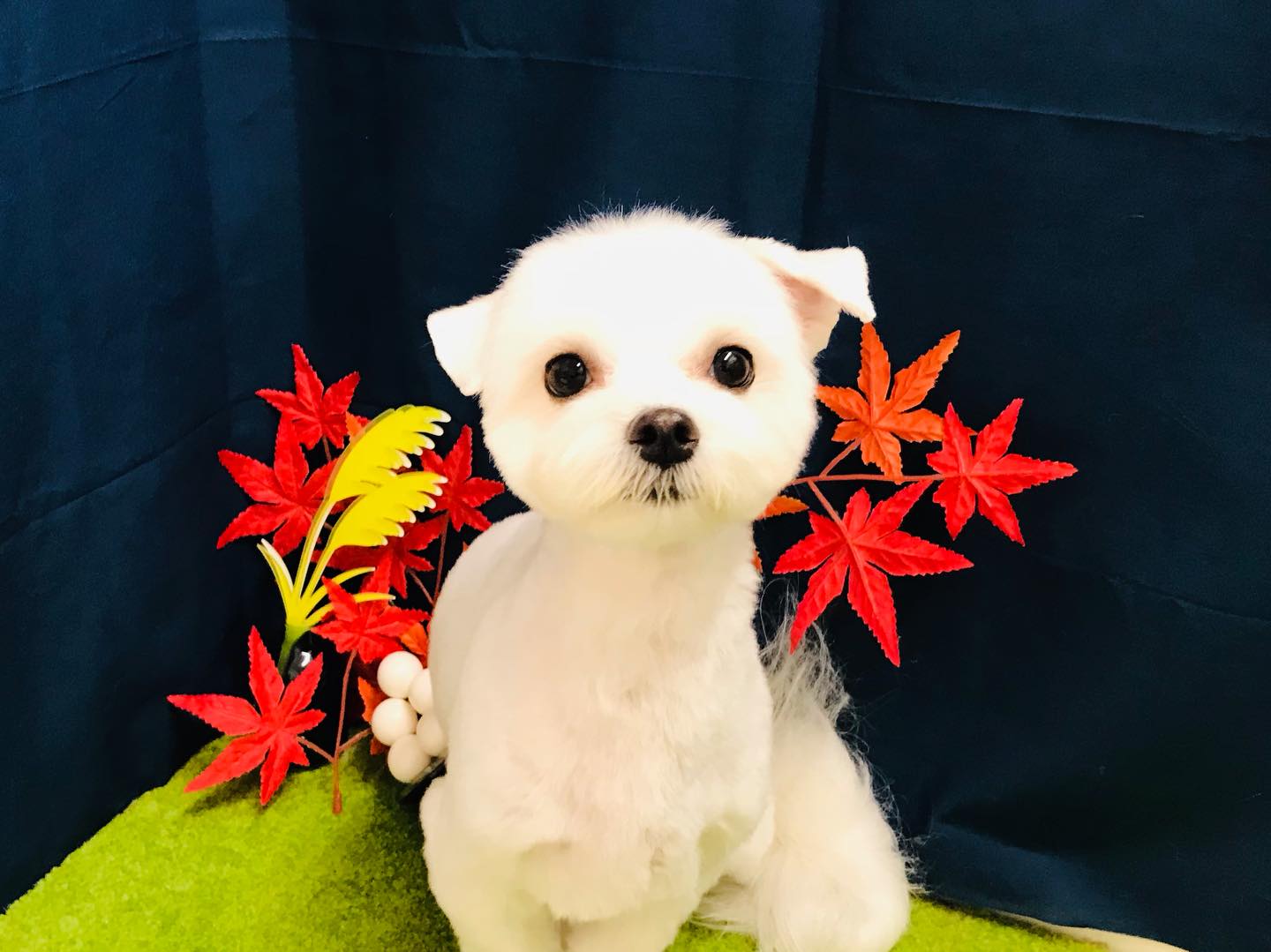 トリミングご利用のお客様です❣️