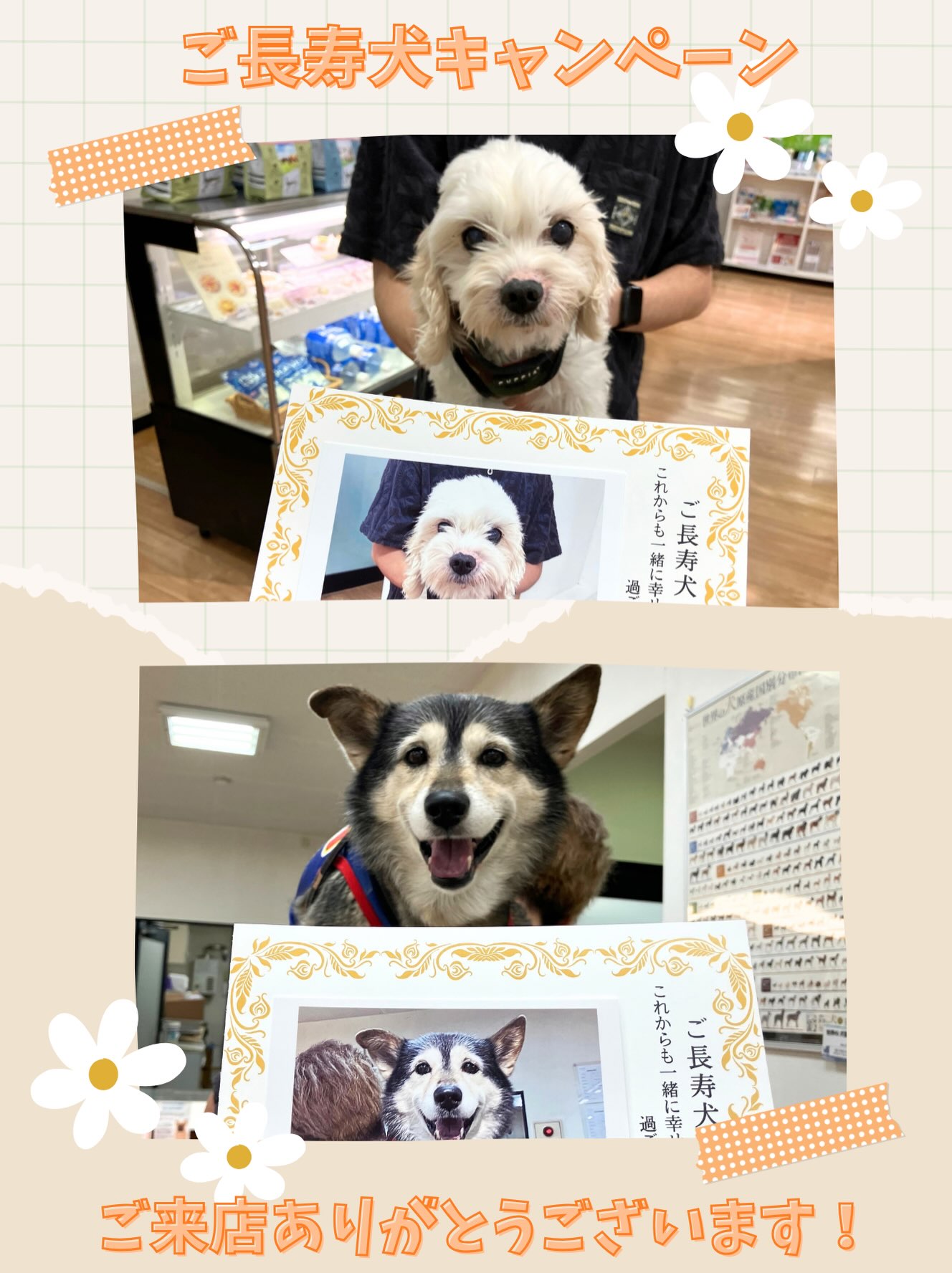 🌸ご長寿犬ありがとうキャンペーン🌸