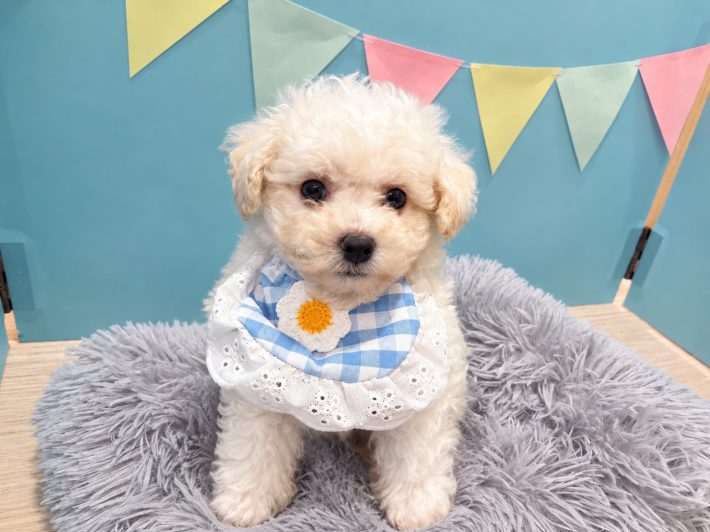 ✨ 新しい仲間がやってきました！✨
