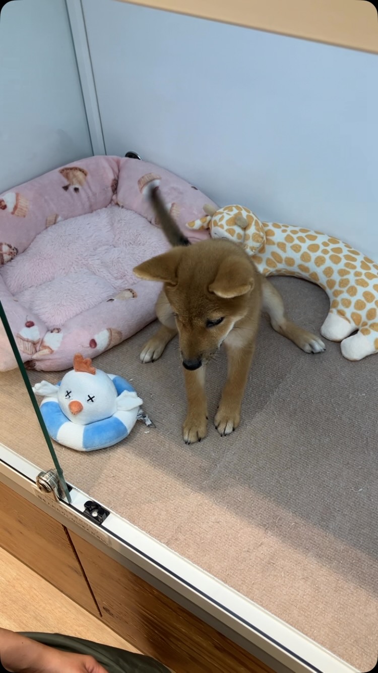 おすわり、お手、おかわりの練習を頑張ってる...