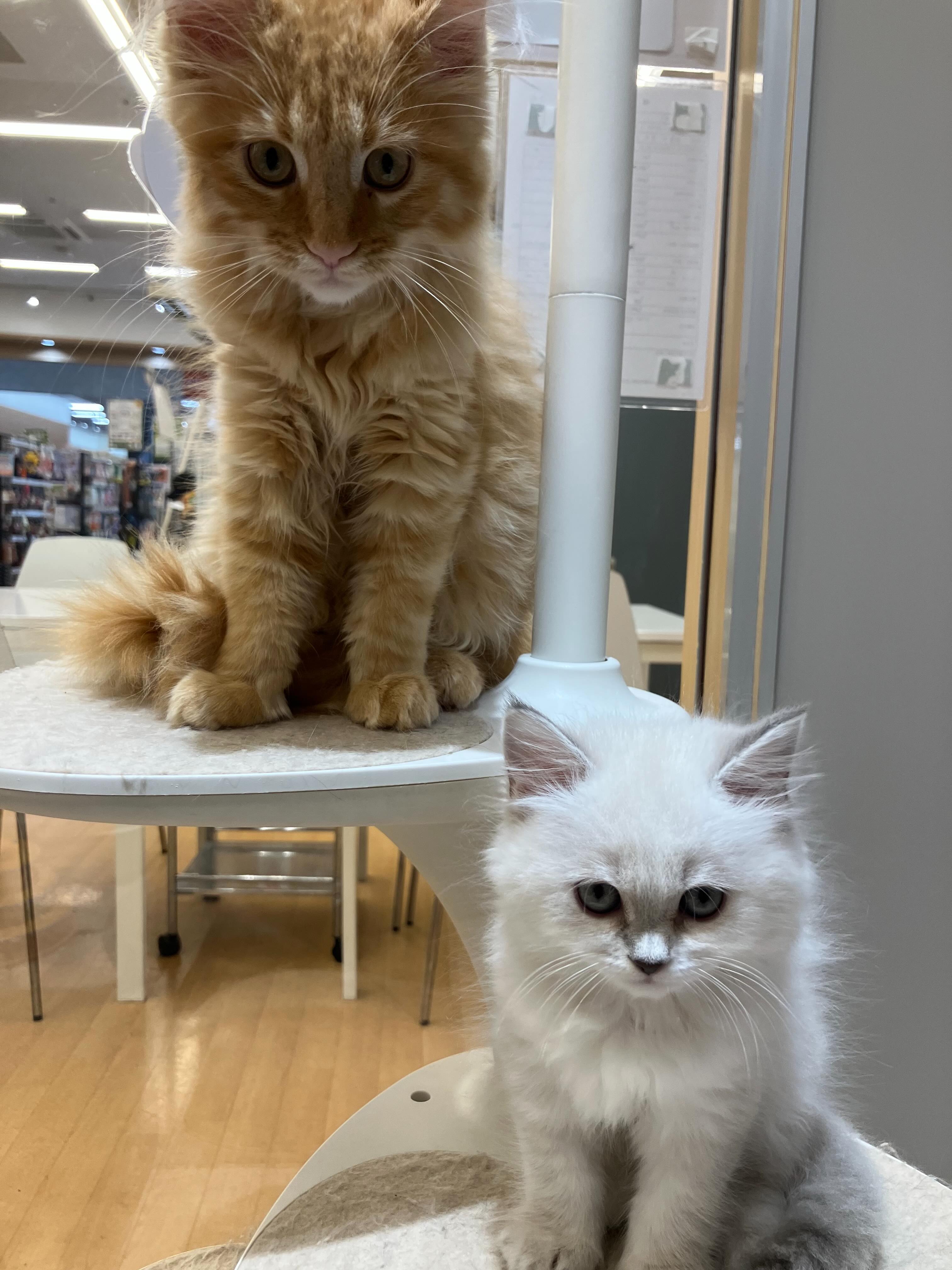 当店のにゃんずたち🐱🐾
