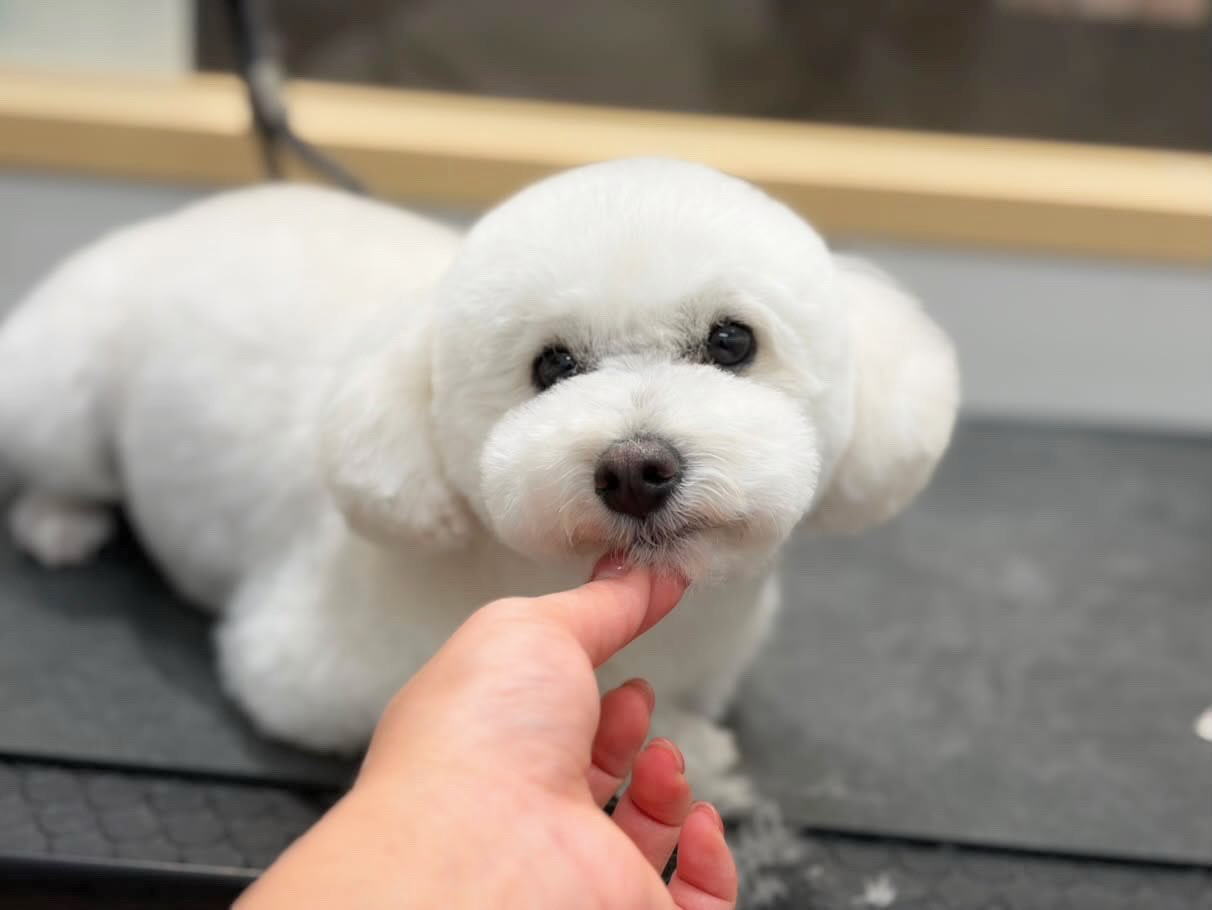 🫧ご利用のお客様🫧