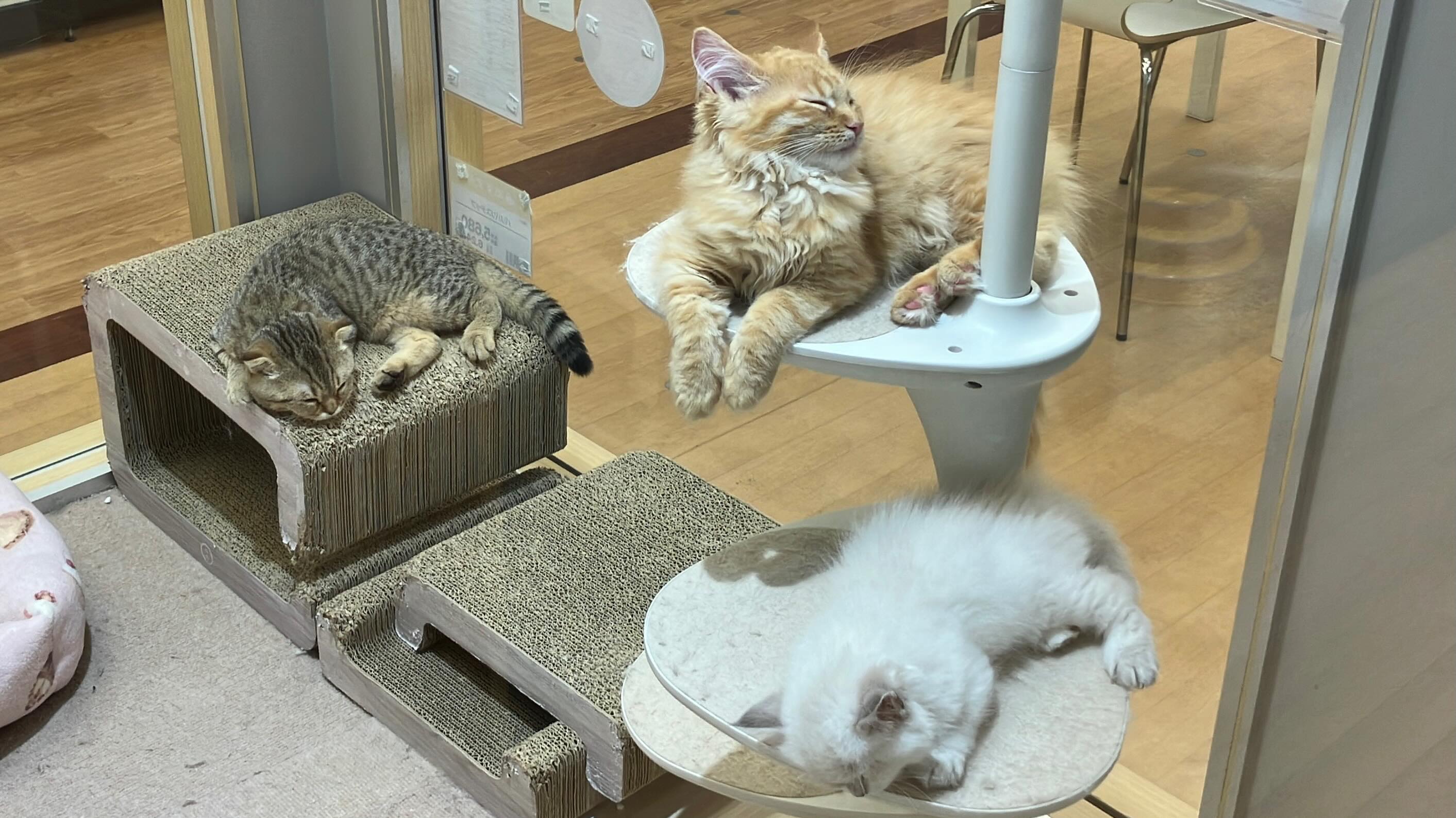 3匹ともスヤスヤタイム💤