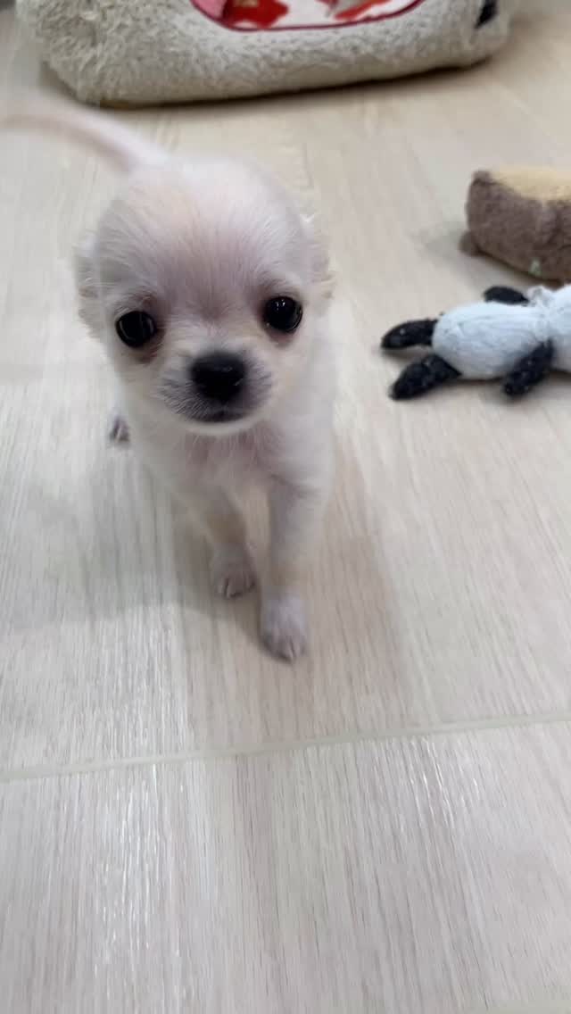 今日きたばっかりのチワワくん🐶🤍