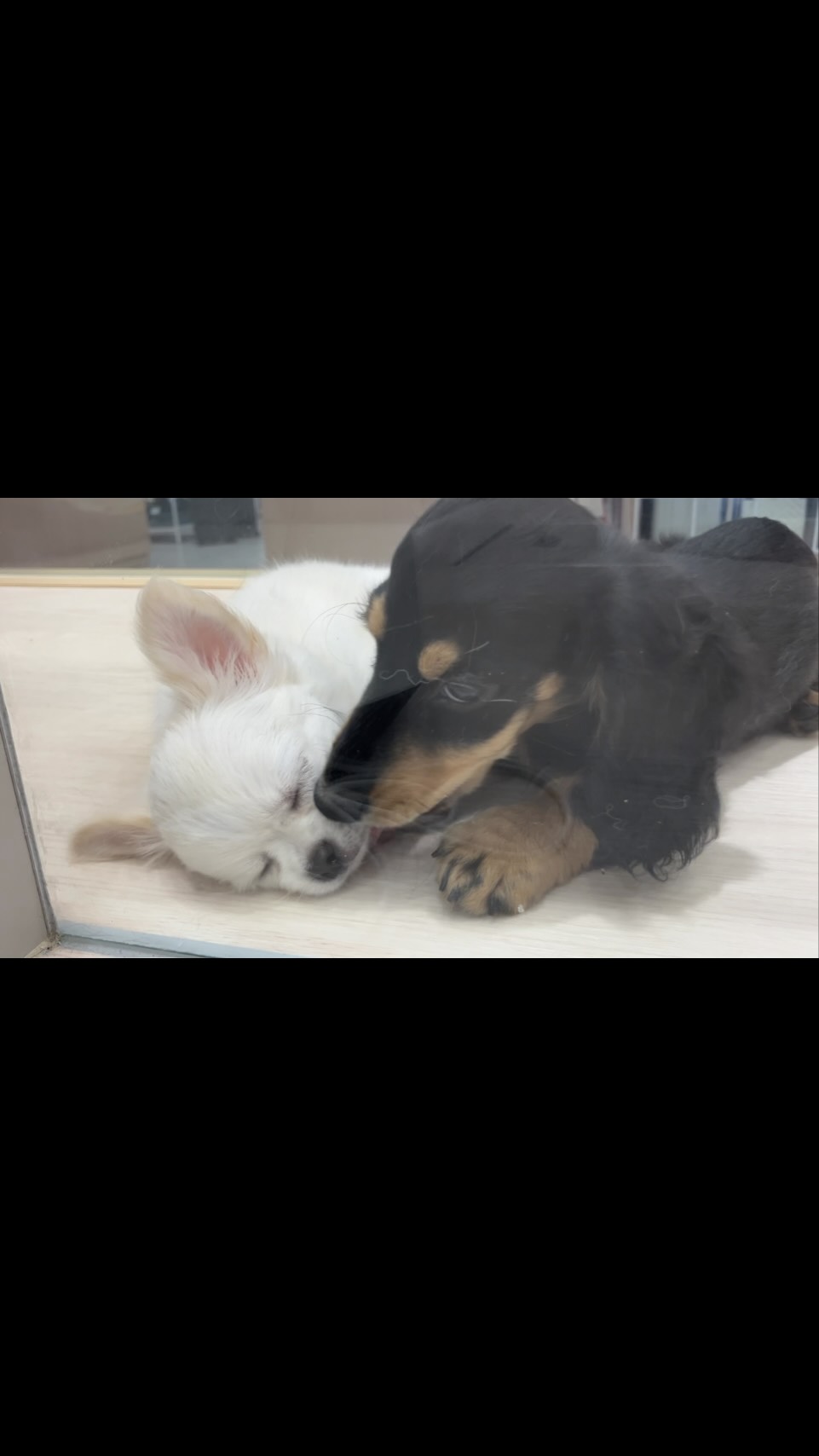 毛繕いしてあげるダッチ🐶（ちぃちゃんはお昼...