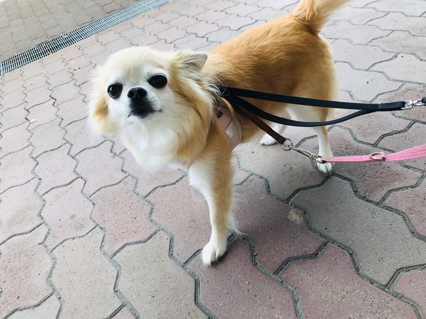 お泊まり中のりゅうちゃんの様子です🐾