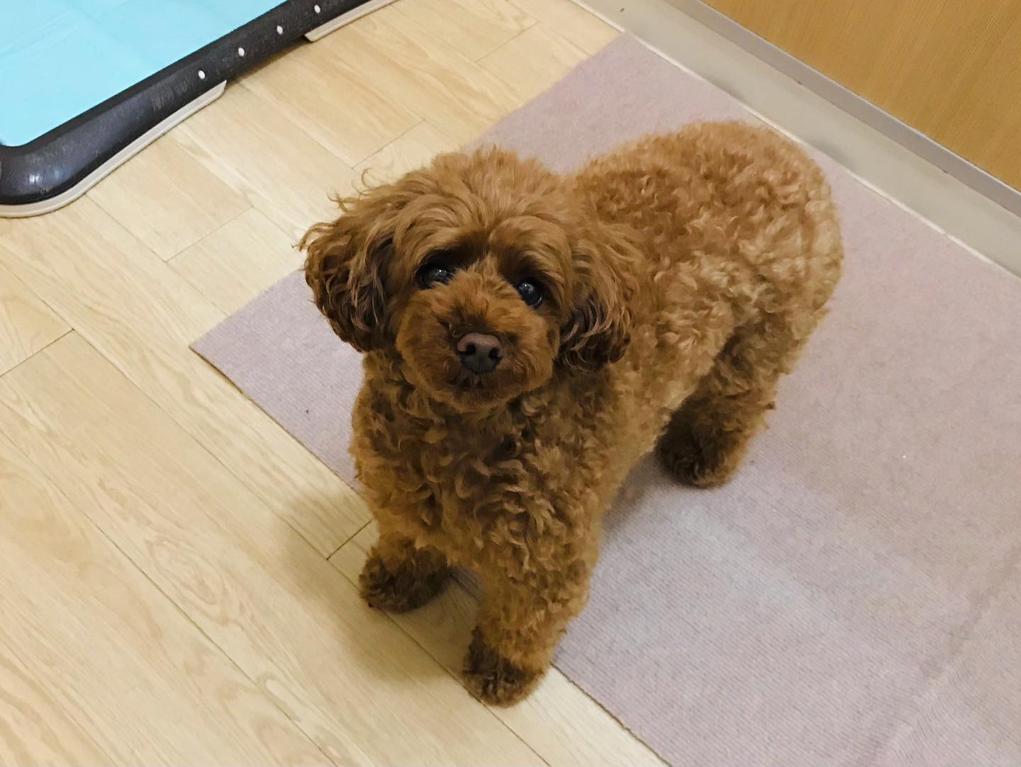 お泊まり中のハニィちゃんの様子です🐾