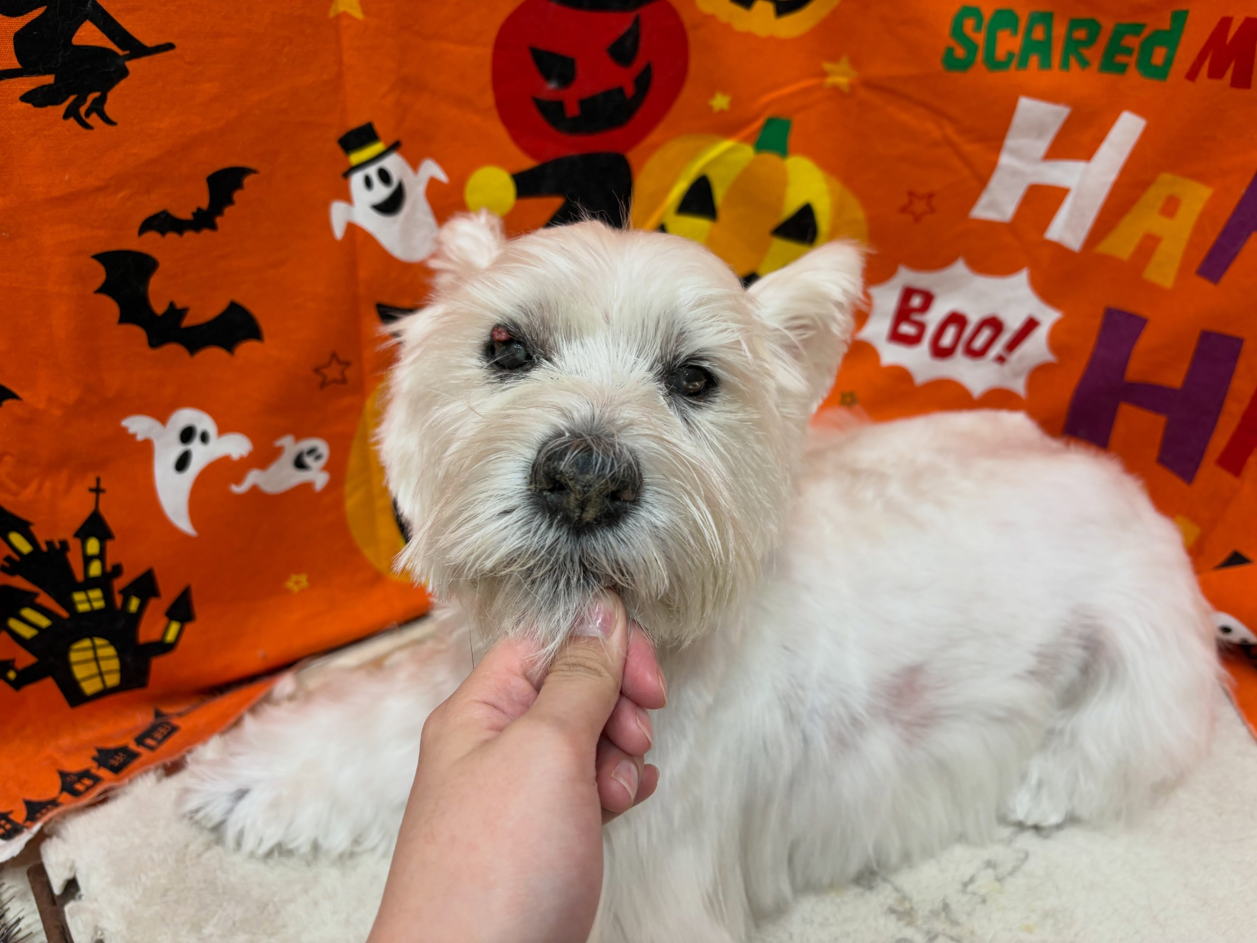 トリミングのお客様です✂️✨🎃🦇