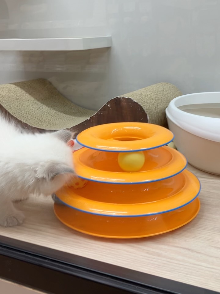 ボール遊びが大好きなマンチくん🐱🎶