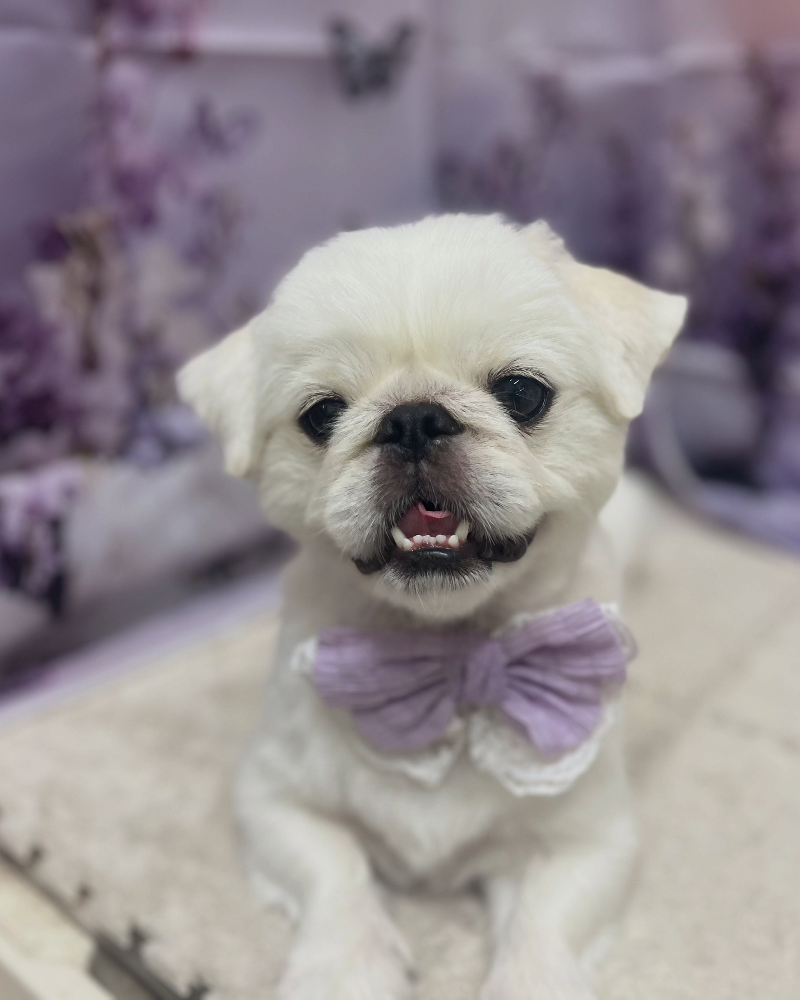 トリミングのお客様です✂️🐾🦄🧸🪻💜