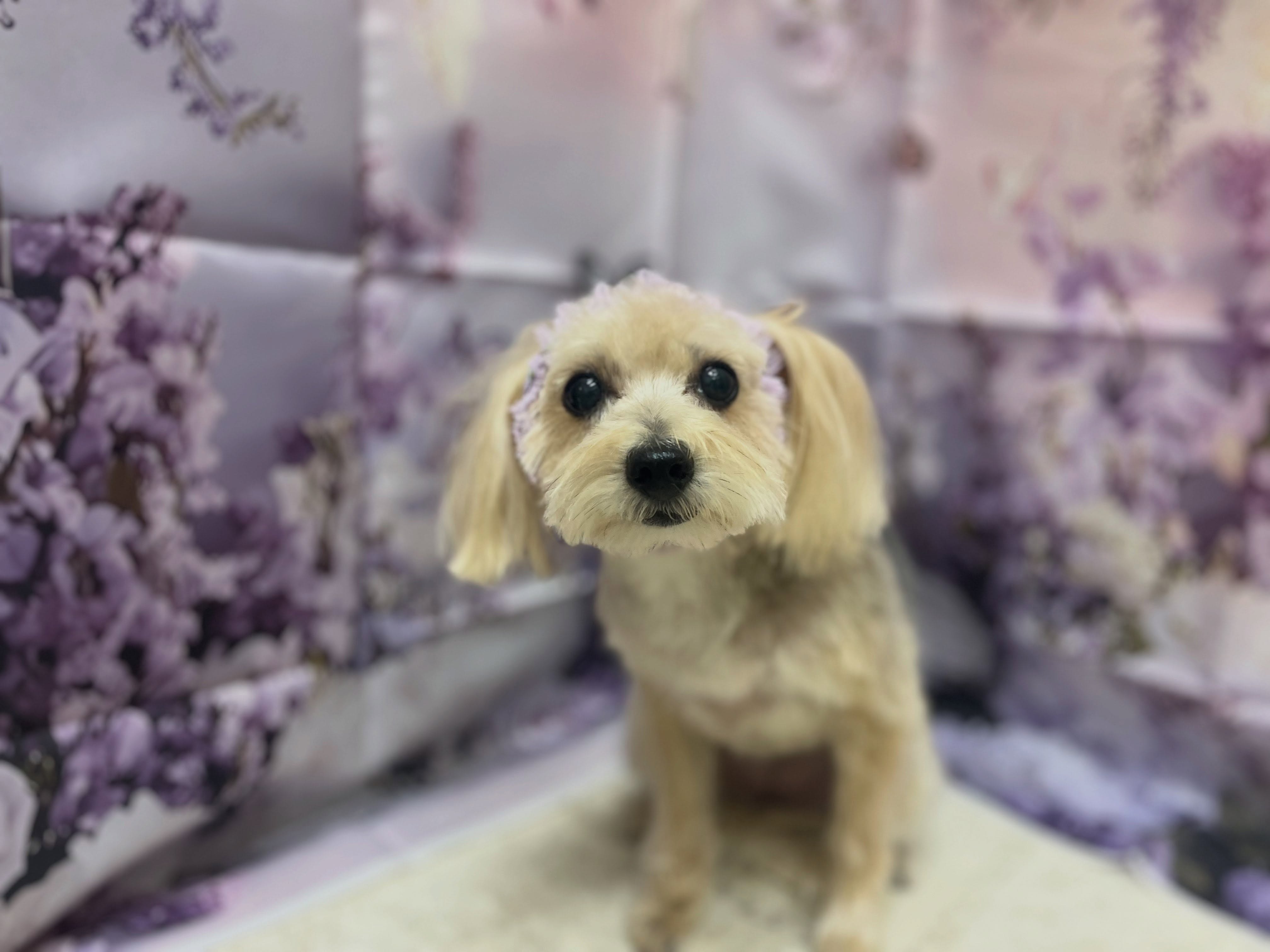 トリミングのお客様です✂️🐾🦄🧸🪻💜