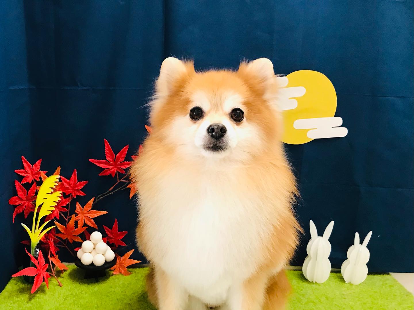 トリミングご利用のお客様です❣️