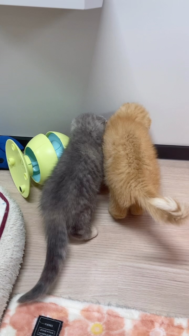 いっしょにあそぼー❣️