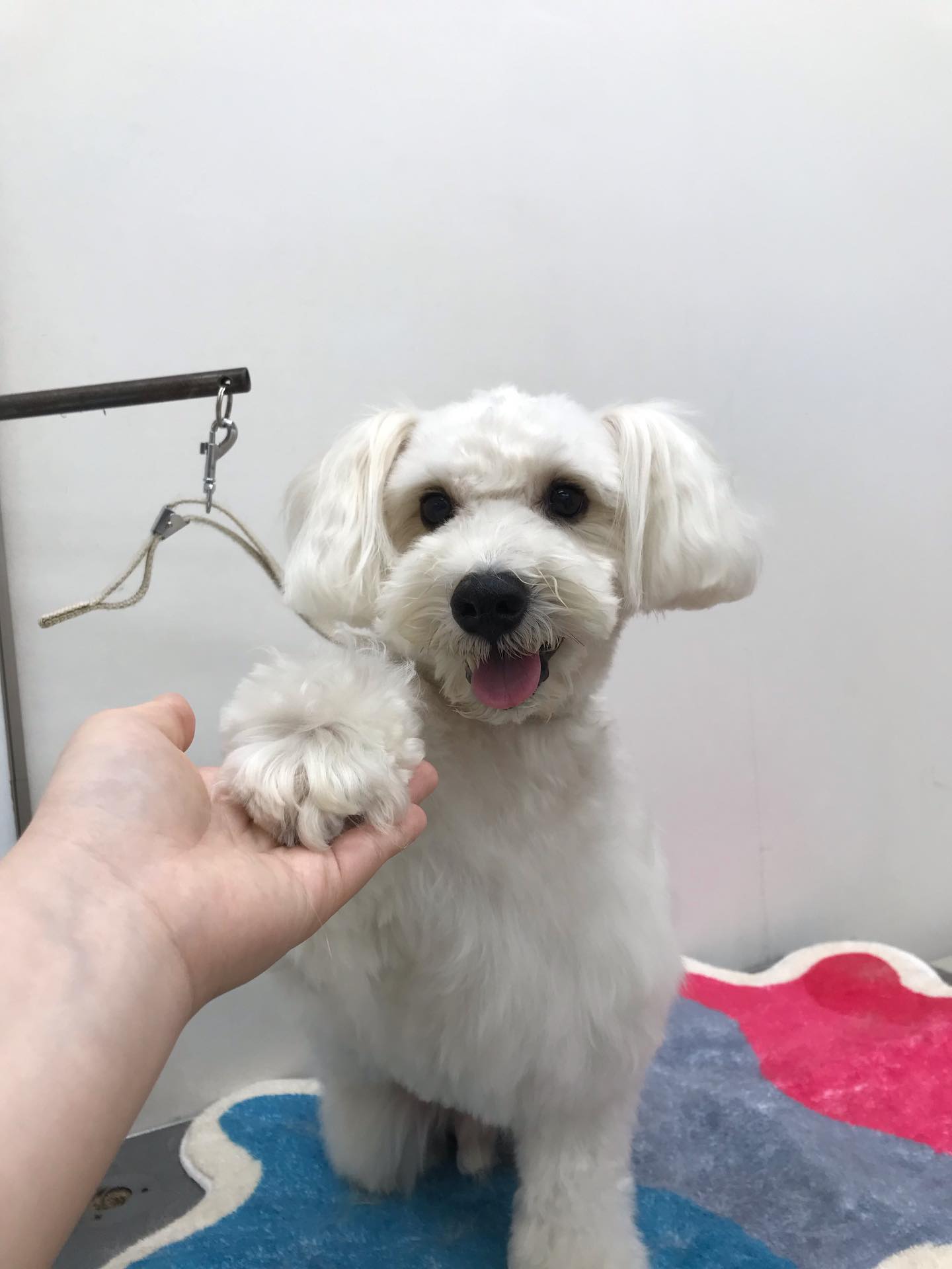 トリミングご利用のお客様です💕