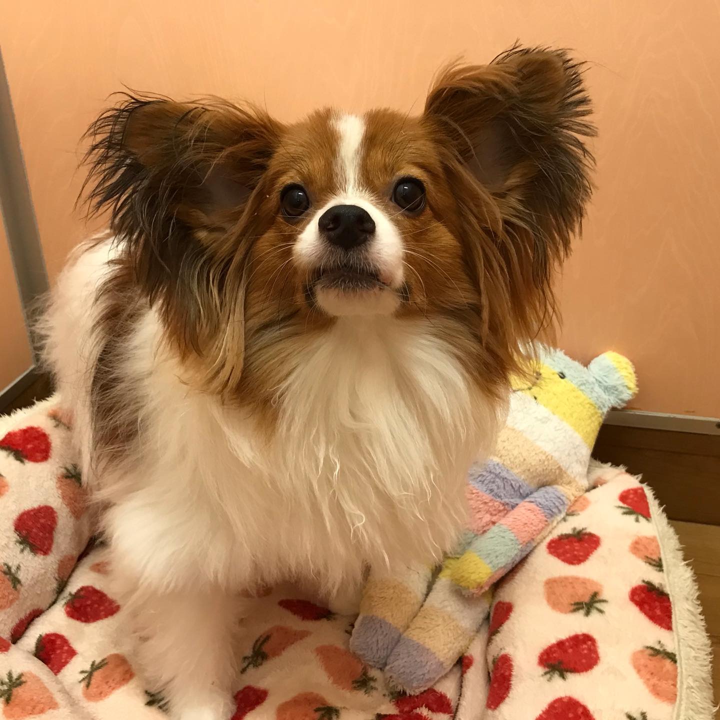ホテルにお泊まり中のユウタちゃん🫶🏻