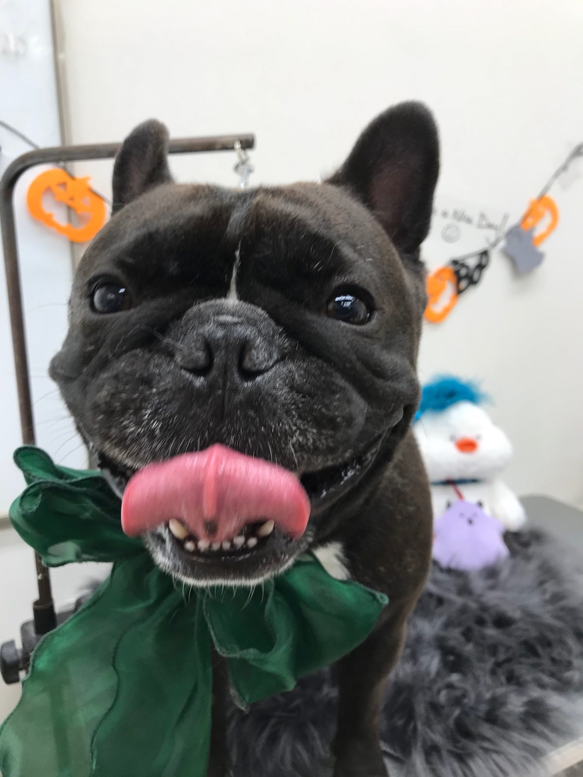 🐶トリミングご利用のお客様です💕