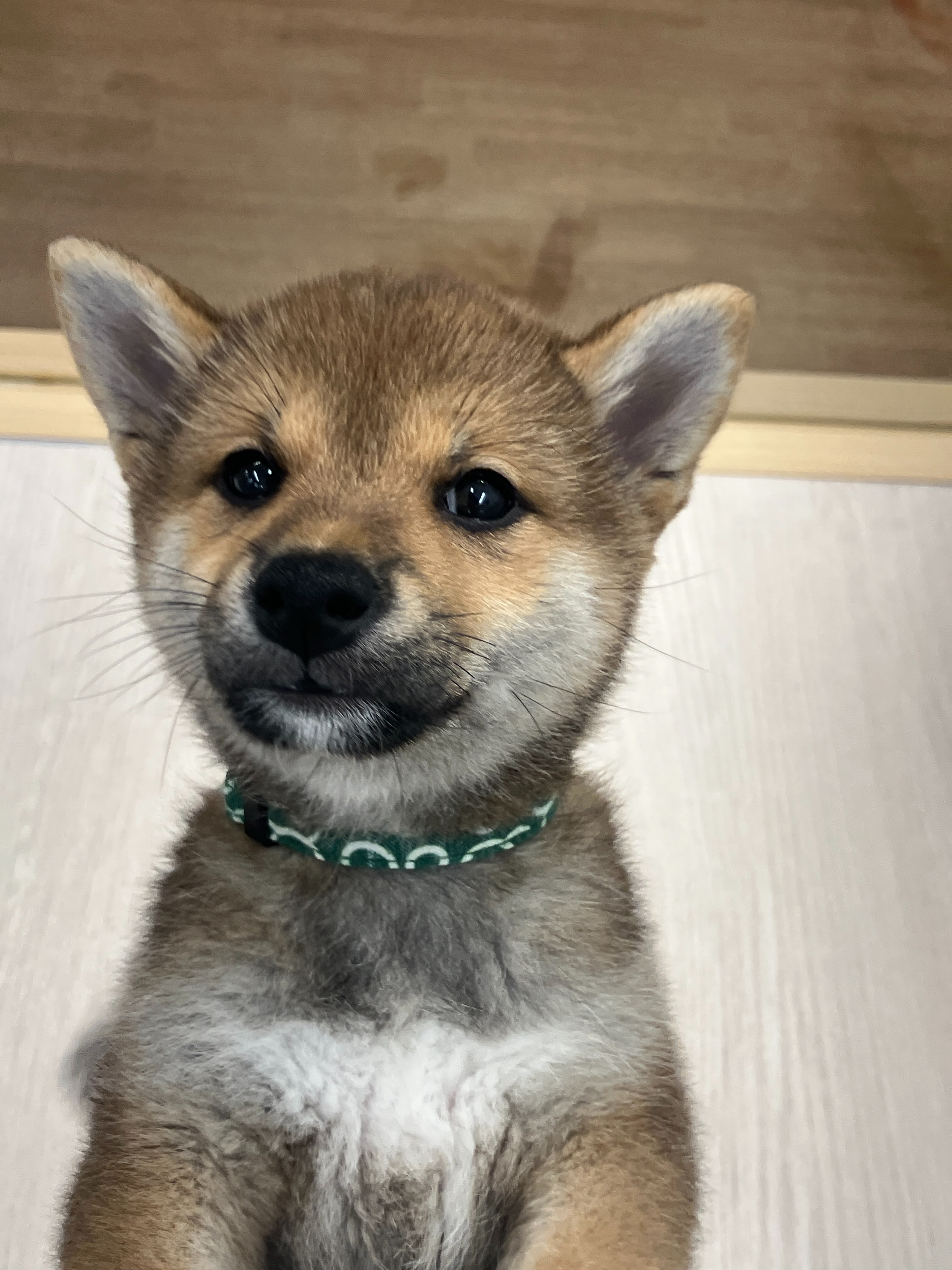 今日のしばたん😚　今日ものんびりしてます♪