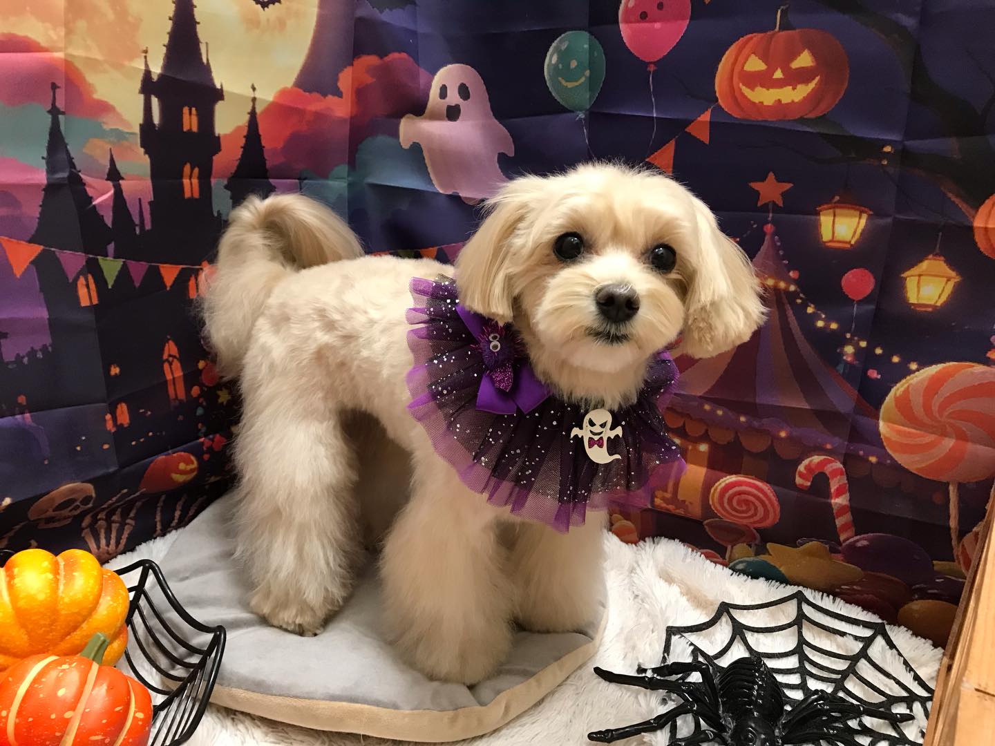 🐶mixのゆずちゃん🐶