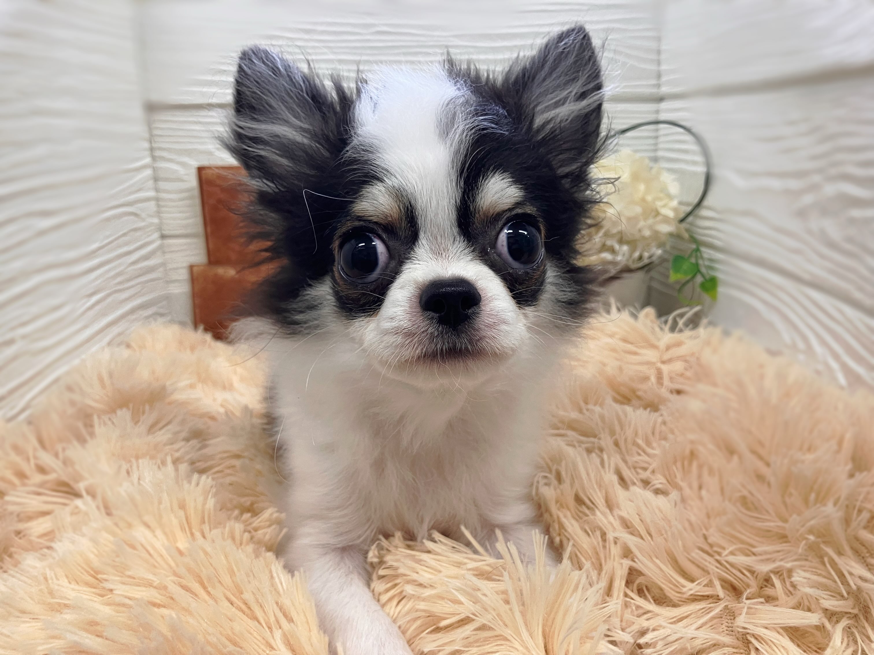 チワワくん♡