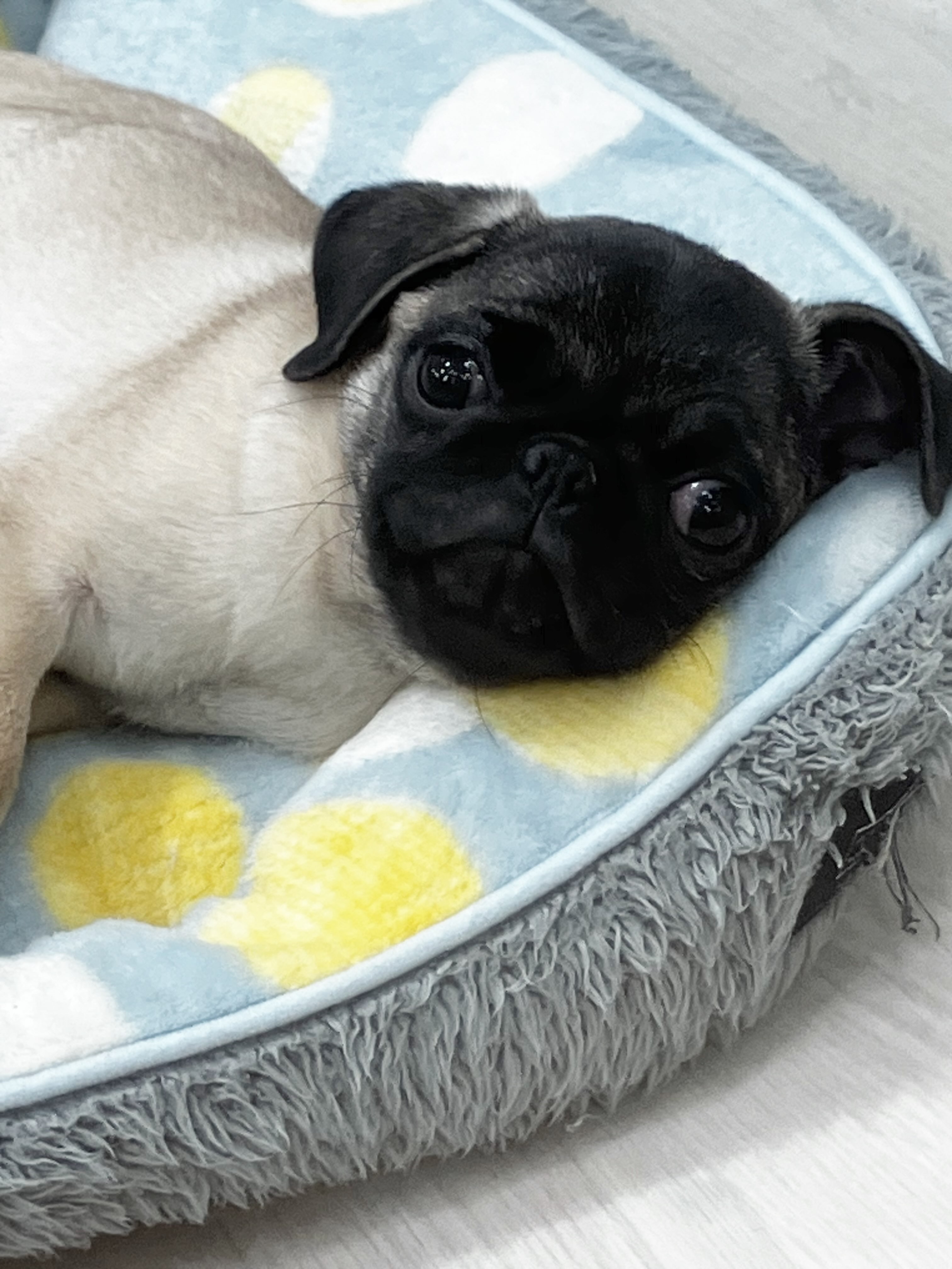 本日のパーちゃん☺️✨
