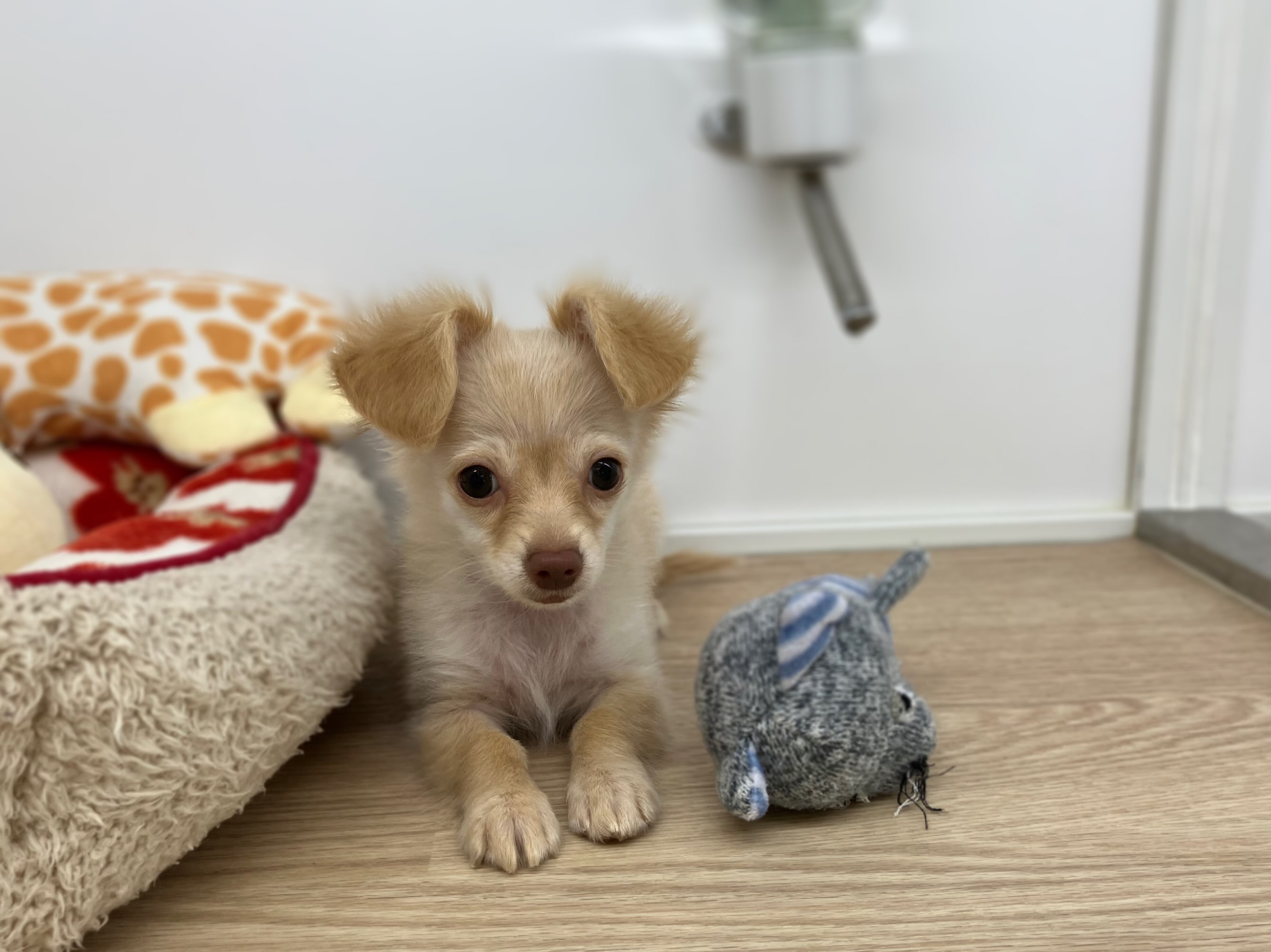 チワックスくんシャンプーDAYでした🫧🫧