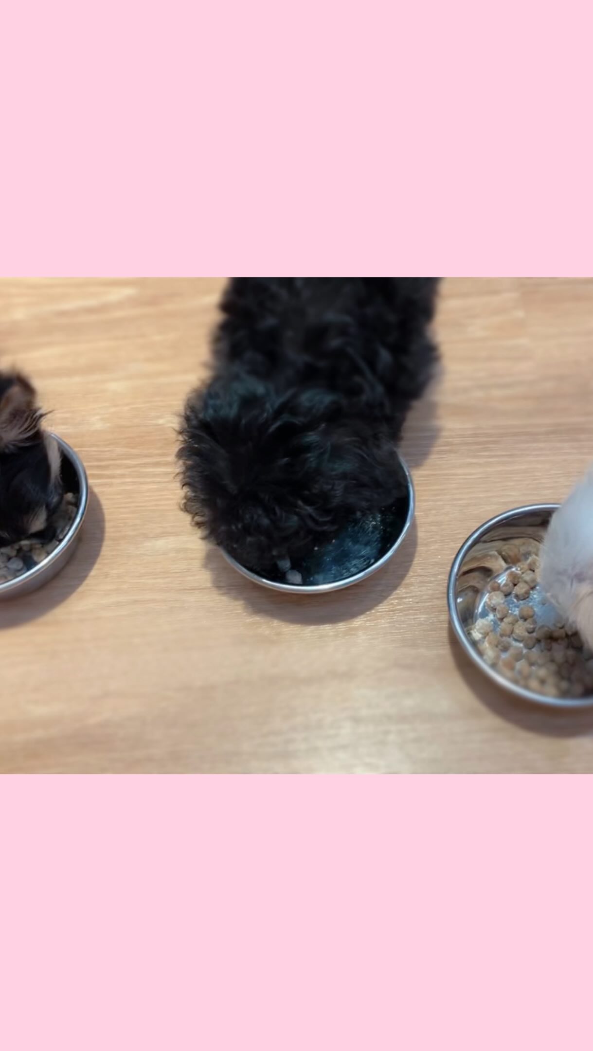 ごはんももりもり食べてくれるちびたち🍚