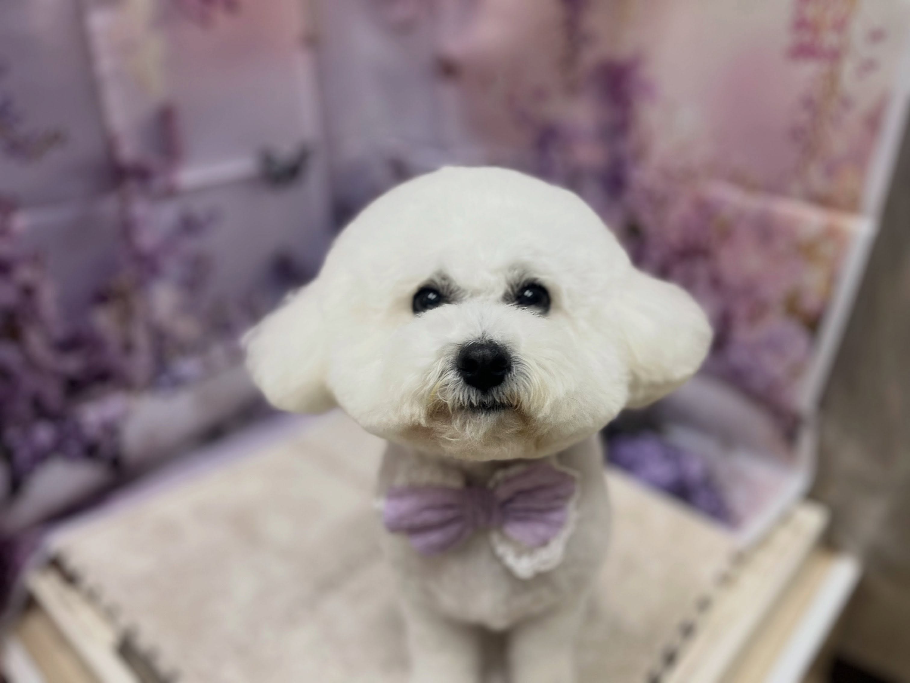 トリミングのお客様です✂️🐾🦄🧸🪻💜