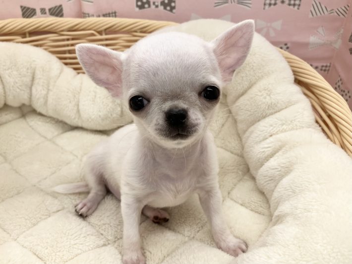 ✨ 新しい仲間がやってきました！✨
