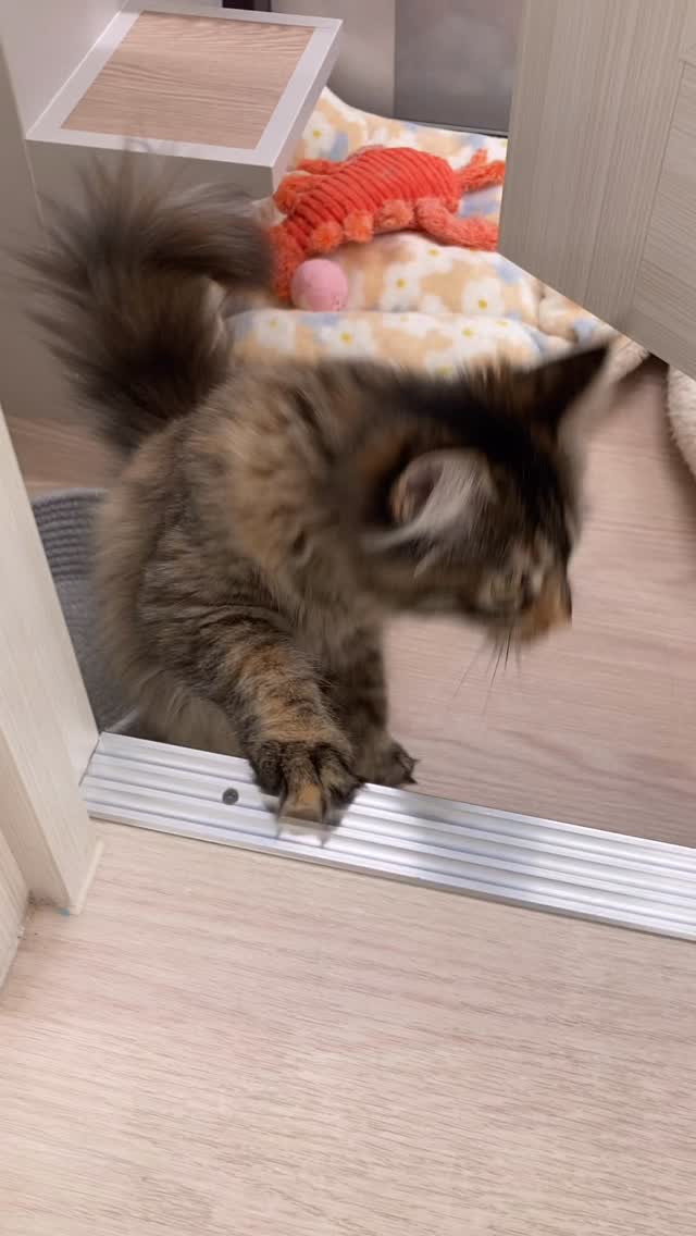 いざ外の世界へGO🐱❣️