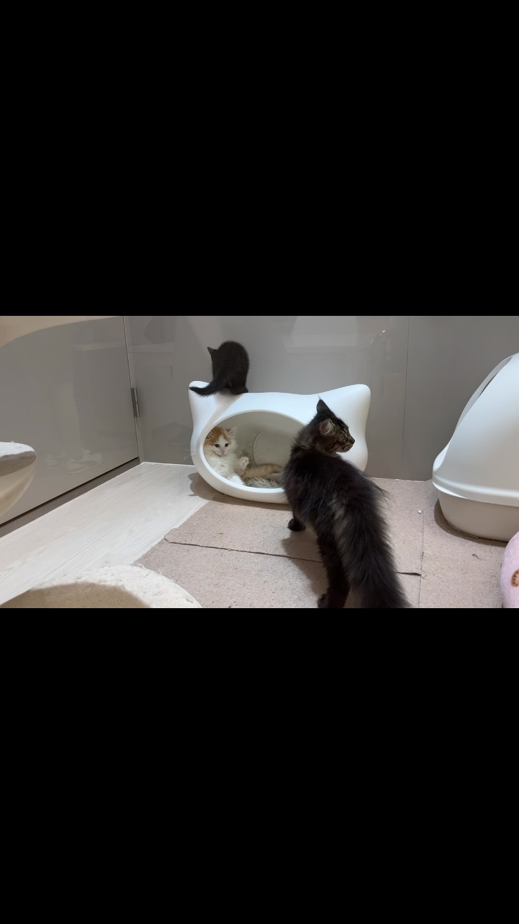 自由気ままなねこちゃんず🐈