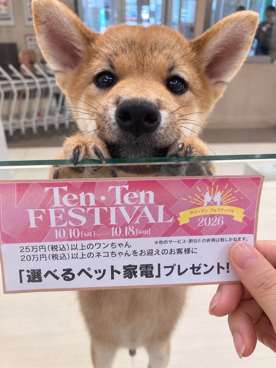 ‼️⭐️テンテンフェスティバル開催⭐️‼️