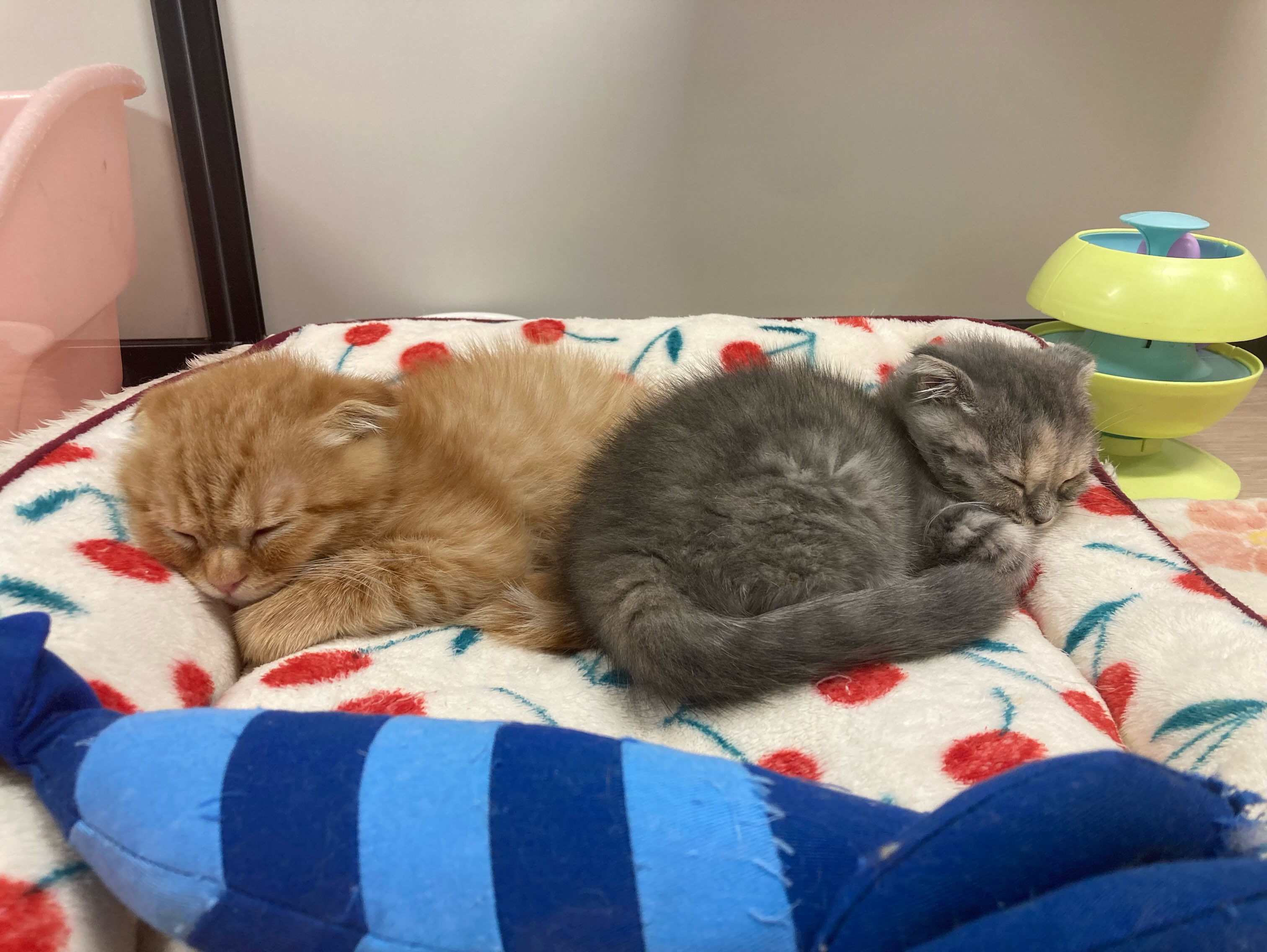 兄妹でお昼寝ちゅう🐱💤