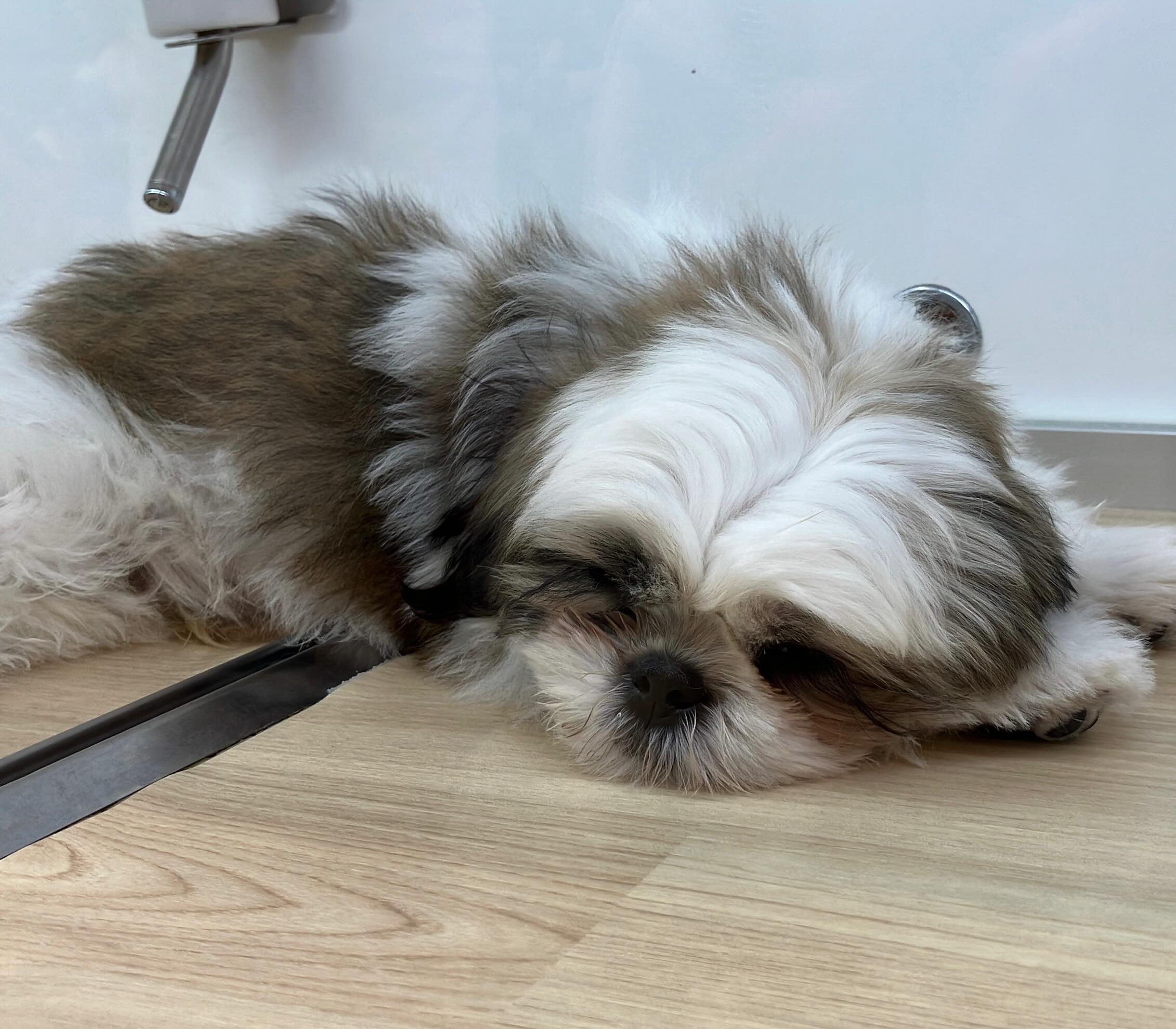 スヤスヤタイムのシーズーくん😪