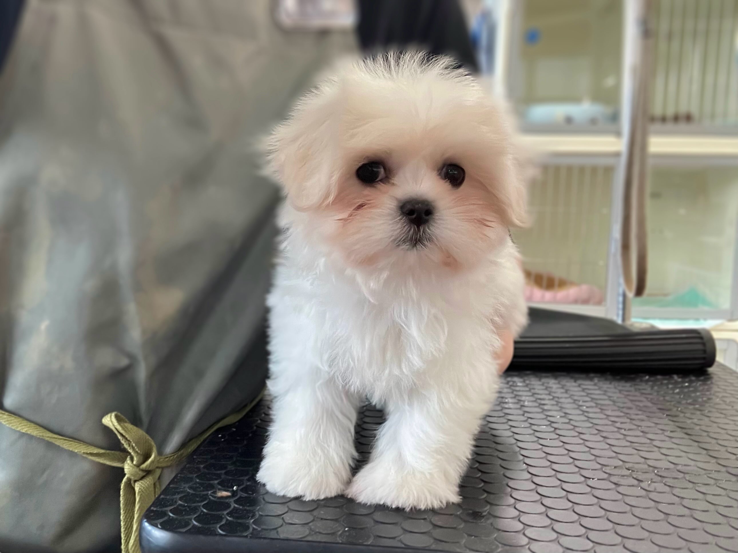 ペキマルくん初シャンプー🫧💙