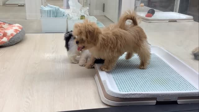 楽しいな〜🐶💖